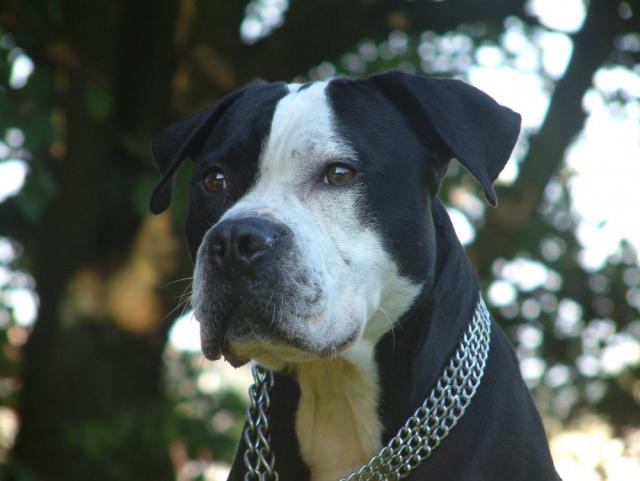 attila0906 009.JPG