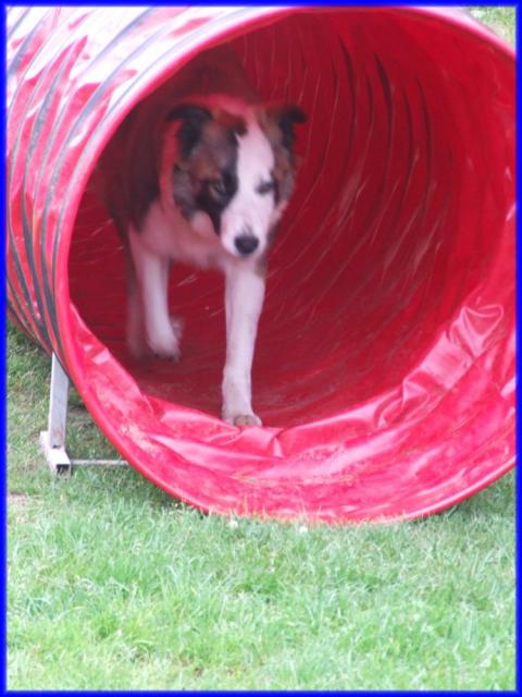 Fackelnacht 2011 mit Agility-Turnier