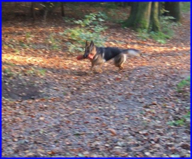 Mia beim Apportieren