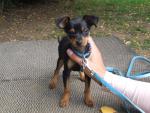Welpen